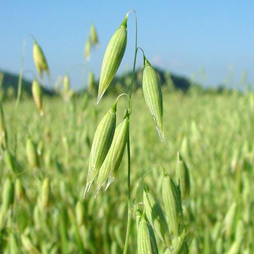Oats seeds for planting with mature green and golden oat plants growing in a garden