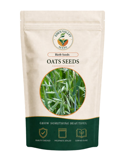 Oats Seeds for Planting with tall green foliage and developing oat heads