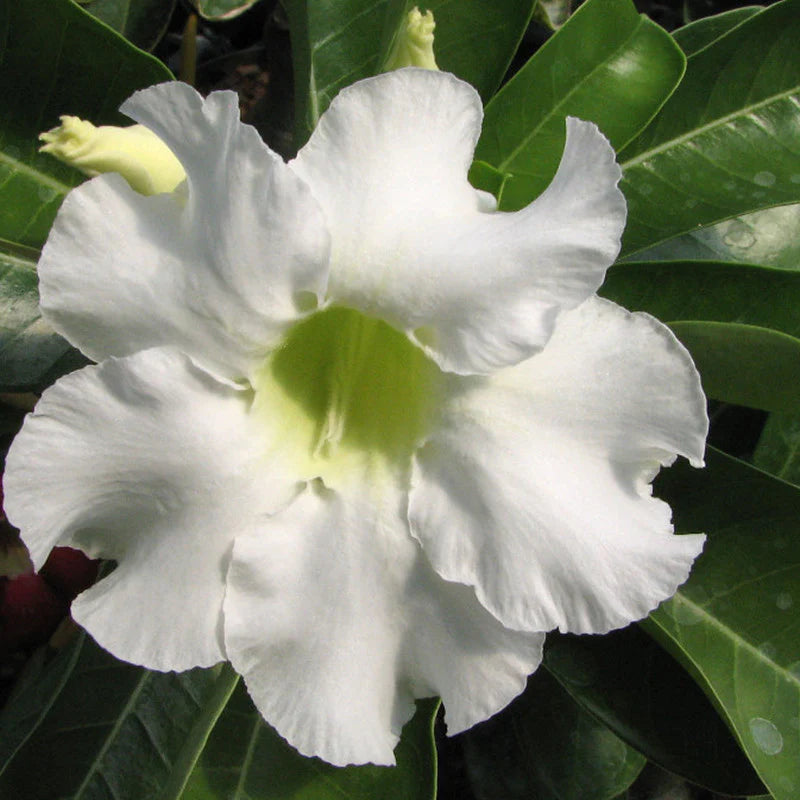 White Adenium flower seeds