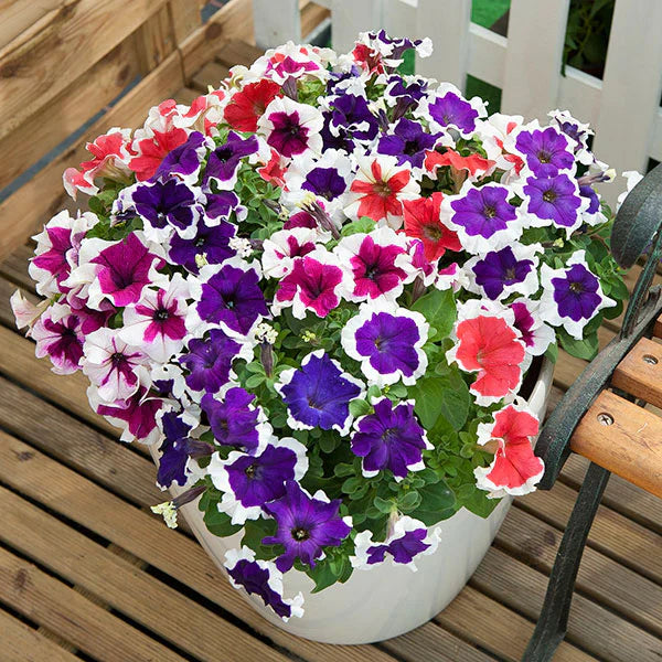 Oblique Petunia flower seeds