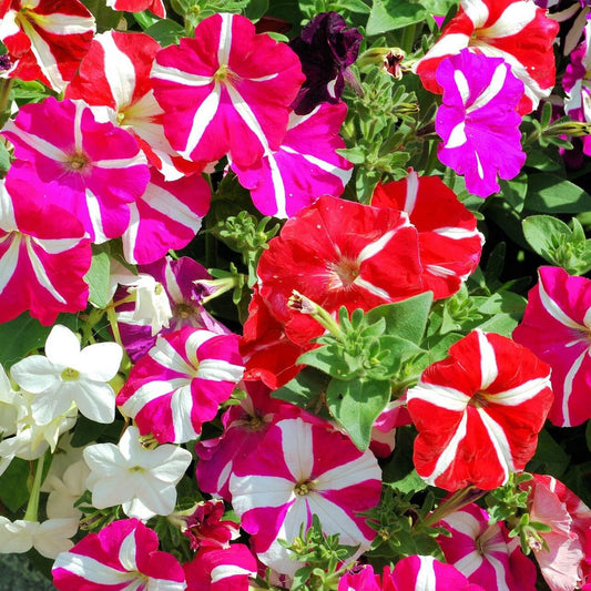 Color Oblique flower seeds