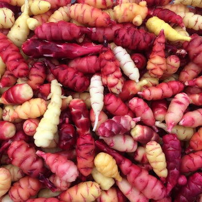 Oca root vegetable plant with clover-like green foliage and colorful underground tubers grown in a home vegetable garden.