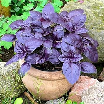 Sweet Basil Herb Seeds for Planting – Heirloom Non-GMO Garden Seeds