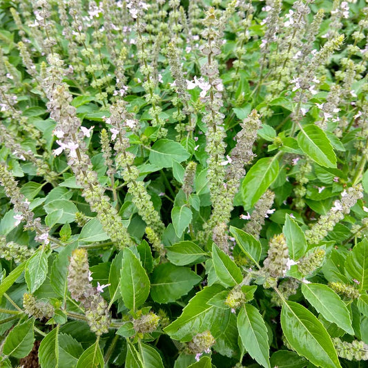 Holy Basil Plant Seeds for Planting with green foliage and flowering Tulsi plant