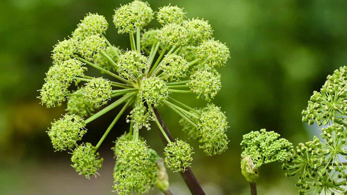 Angelica archangelica official herb plant with large green divided leaves, sturdy stems, and rounded clusters of greenish-white flowers growing in a traditional herb garden.