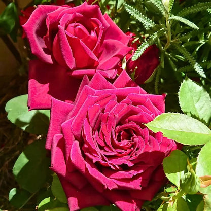 Oklahoma Rose Seeds for Planting – Deep Red Hybrid Tea Rose Flower