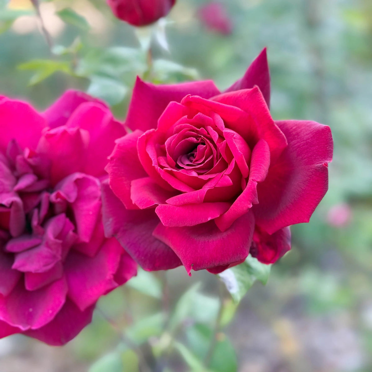 Oklahoma Rose Seeds for Planting – Deep Red Hybrid Tea Rose Flower
