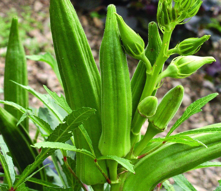 Okra Seeds