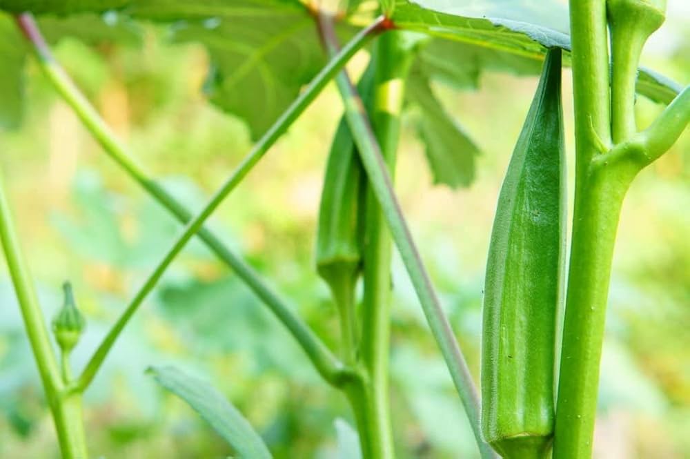 Okra Seeds