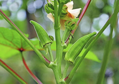 Okra Vegetable Seeds for Planting – Heirloom Non-GMO Garden Seeds