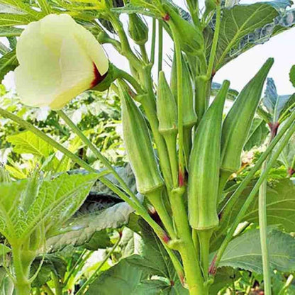 Okra Vegetable Seeds for Planting – Heirloom Non-GMO Garden Seeds