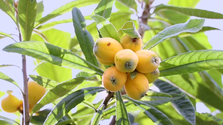 Oliver Loquat fruit seeds for planting, featuring Eriobotrya japonica, an evergreen fruit tree with golden orange fruit and large green leaves for home gardens.