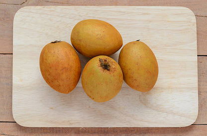 Oliver Loquat fruit seeds for planting, featuring Eriobotrya japonica, an evergreen fruit tree with golden orange fruit and large green leaves for home gardens.