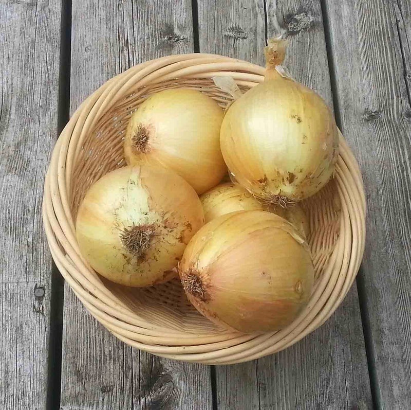 Ailsa Craig Onion Vegetable Seeds for Planting – Heirloom Non-GMO Garden Seeds