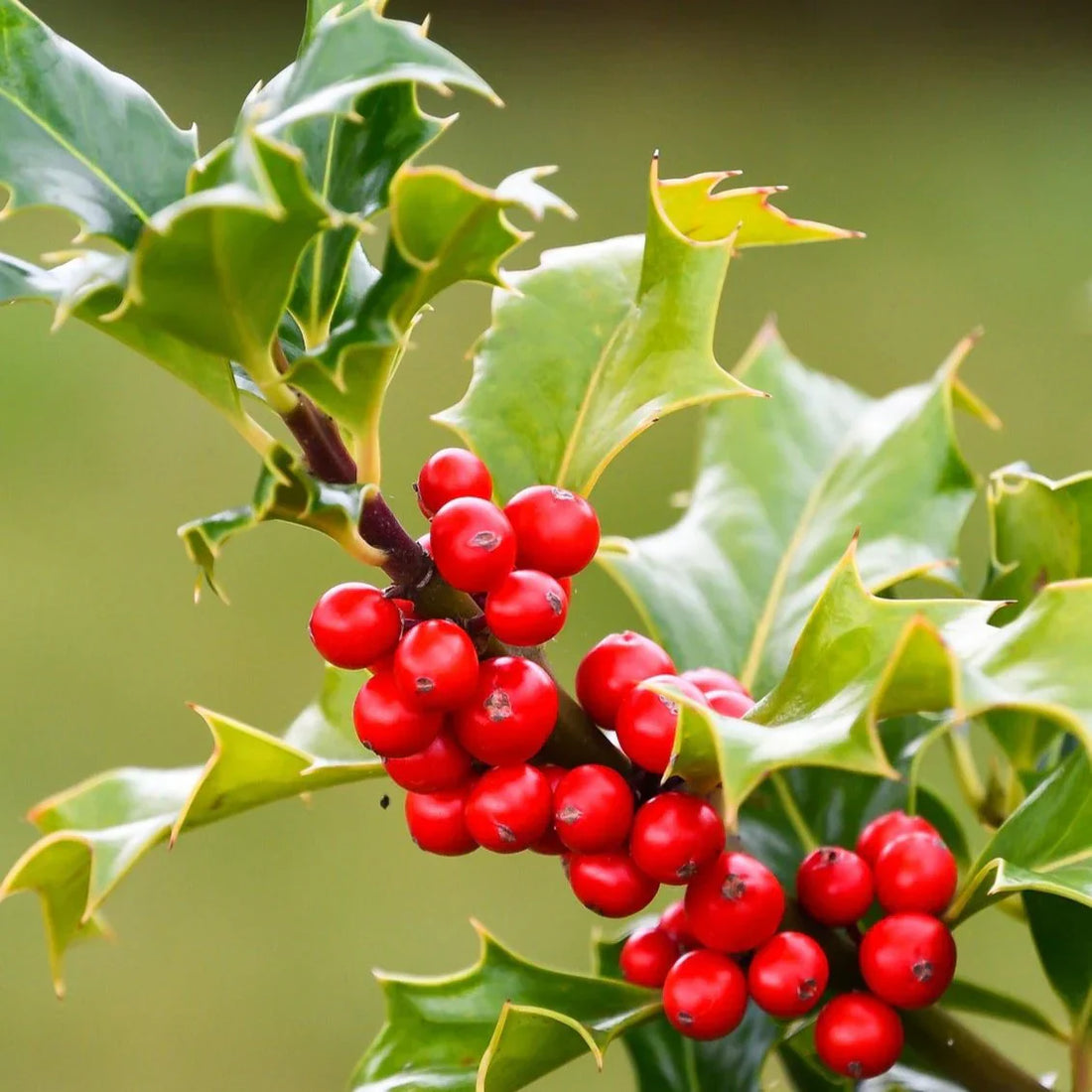 opaca tree seeds