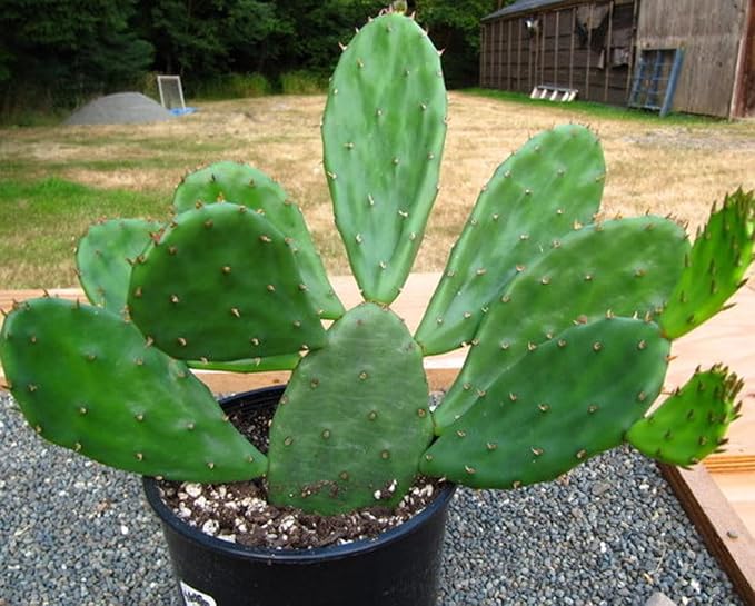 Pear Cactus Opuntia spp Seeds for Planting – Desert Cactus Seeds