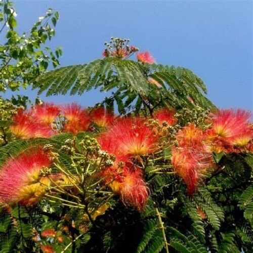 Orange Albizia flower seeds