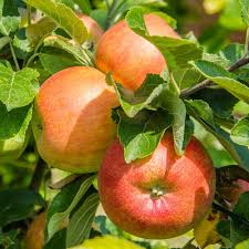 Orange Apple Fruit Seeds for Planting – Heirloom Non-GMO Garden Seeds