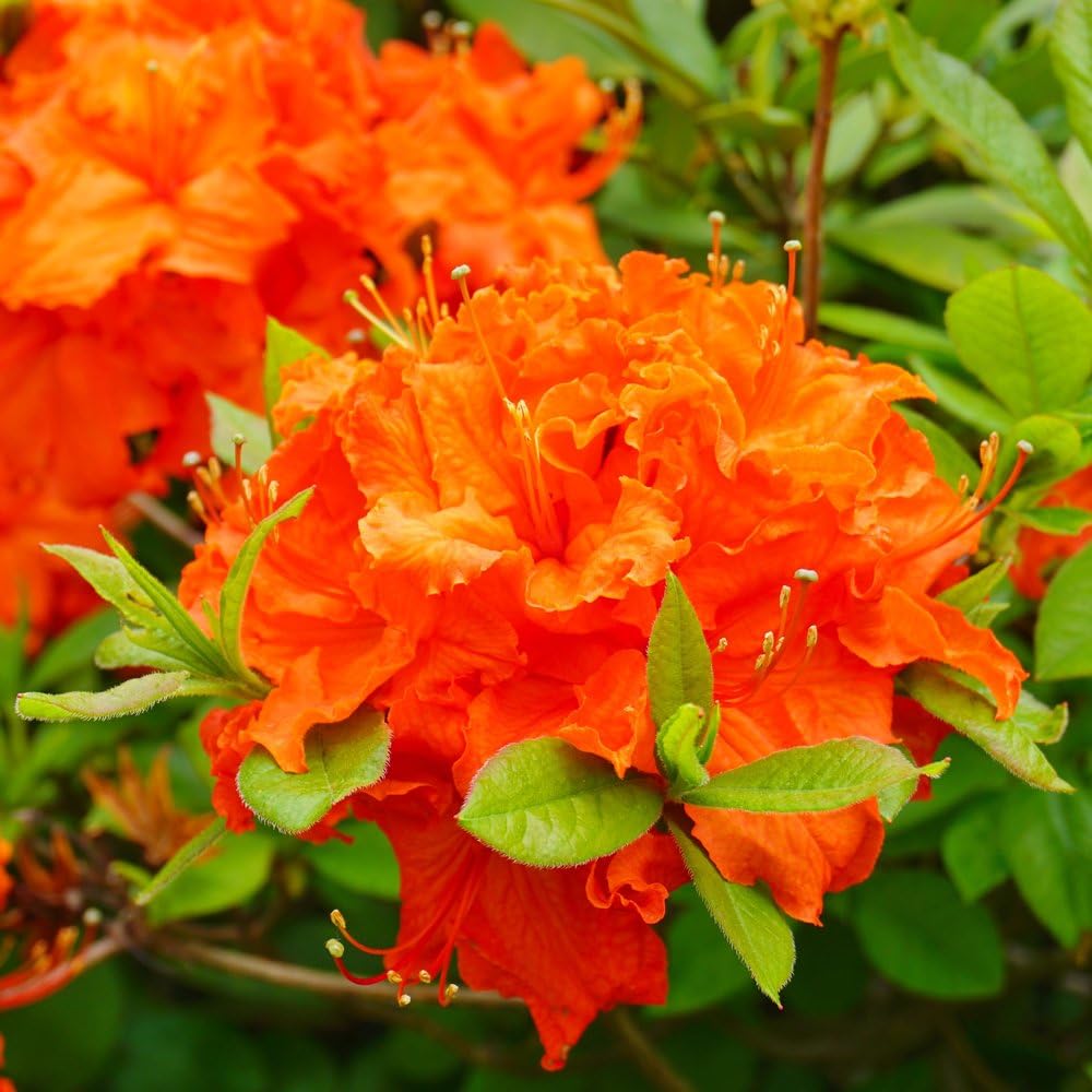 Orange Azalea flower seeds