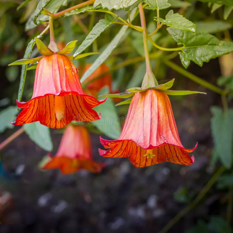 Canarina flower seeds