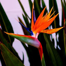 Orange Bird of Paradise Flowers Growing in Garden