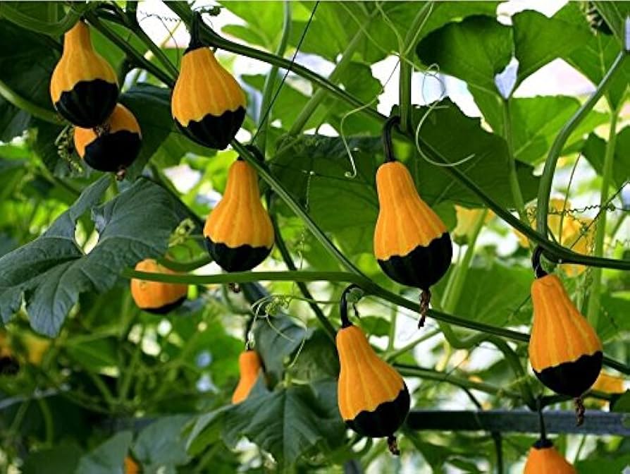 Ornamental Gourd Seeds