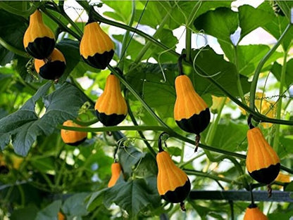 Ornamental Gourd Seeds