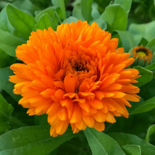 Orange China flower seeds