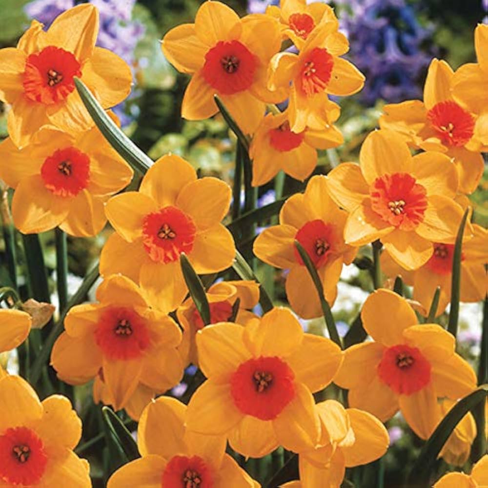 Orange Daffodil flower seeds