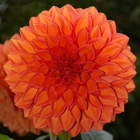 Orange Dahlia flower seeds