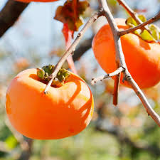 Orange Diospyros Fruit Seeds for Planting for Growing an Orange Fruiting Tree