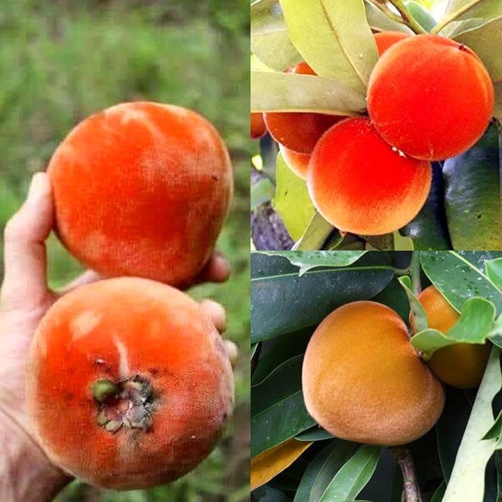 Orange Diospyros Fruit Seeds for Planting for Growing an Orange Fruiting Tree