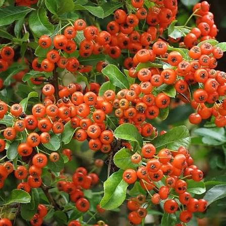 Orange Firethorn Fruit Seeds for Planting with Bright Orange Fruit Clusters