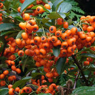 Orange Firethorn Fruit Seeds for Planting with Bright Orange Fruit Clusters