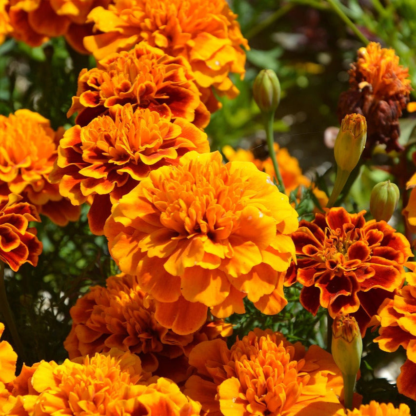 Orange Carnation flower seeds