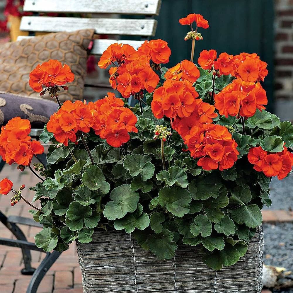 Orange Geranium flower seeds
