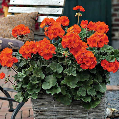 Orange Geranium flower seeds