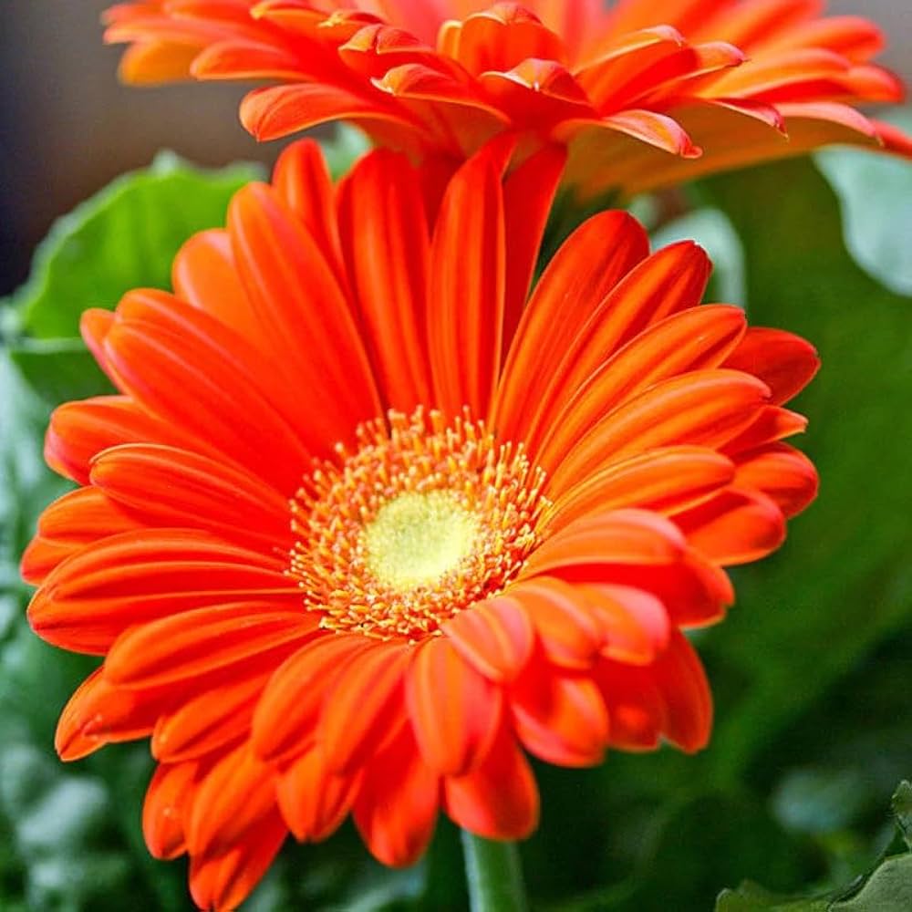 Orange Gerbera flower seeds