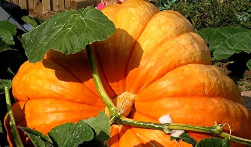 Orange Giant Pumpkin Seeds for Planting – Heirloom Garden Seeds
