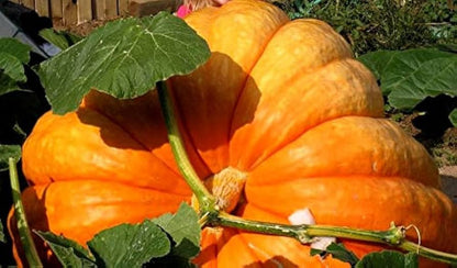 Orange Giant Pumpkin Seeds for Planting – Heirloom Garden Seeds