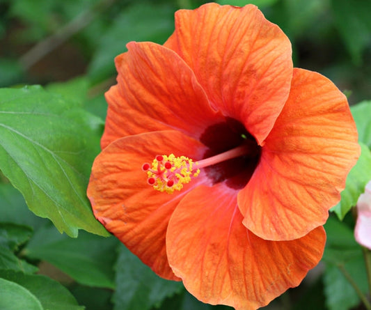 Orange Hibiscus flower seeds