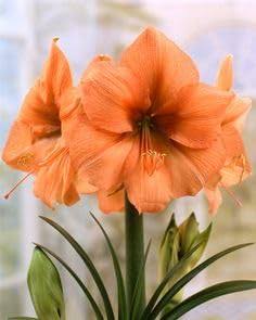 Orange Hippeastrum Flowers in Ornamental Container
