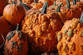 Knucklehead Pumpkin Seeds