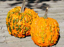 Knucklehead Pumpkin Seeds for Planting – Heirloom Non-GMO Garden Seeds