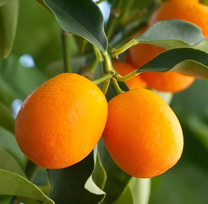 Orange Kumquat Fruit Seeds for Planting – Heirloom Non-GMO Garden Seeds