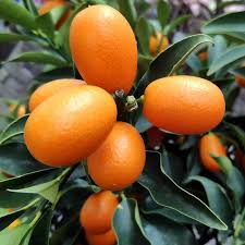 Orange Kumquat Fruit Seeds for Planting – Heirloom Non-GMO Garden Seeds
