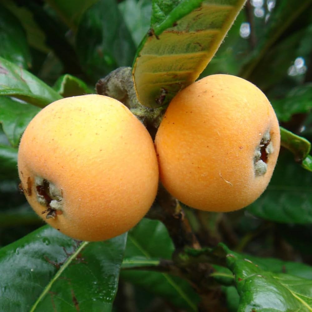 Orange Loquat Fruit Seeds for Planting – Heirloom Non-GMO Garden Seeds