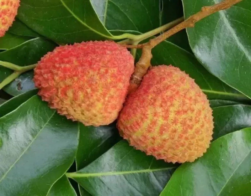 Orange Lychee Fruit Seeds for Planting – Heirloom Non-GMO Garden Seeds