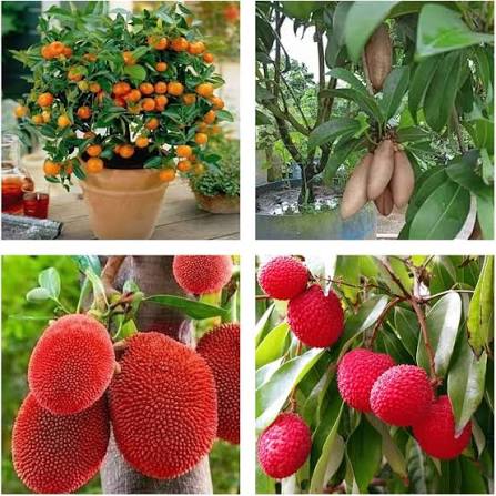 Orange Lychee Fruit Seeds for Planting – Heirloom Non-GMO Garden Seeds