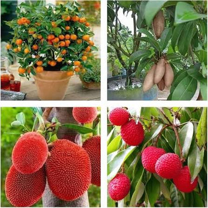 Orange Lychee Fruit Seeds for Planting – Heirloom Non-GMO Garden Seeds